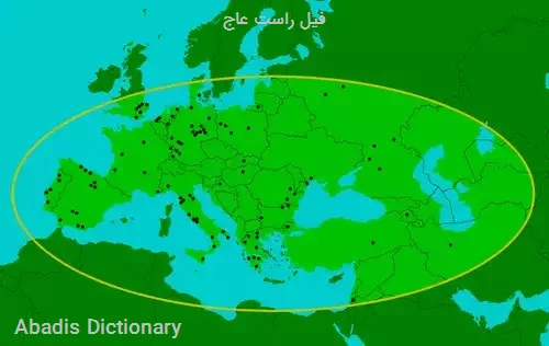 فیل راست عاج